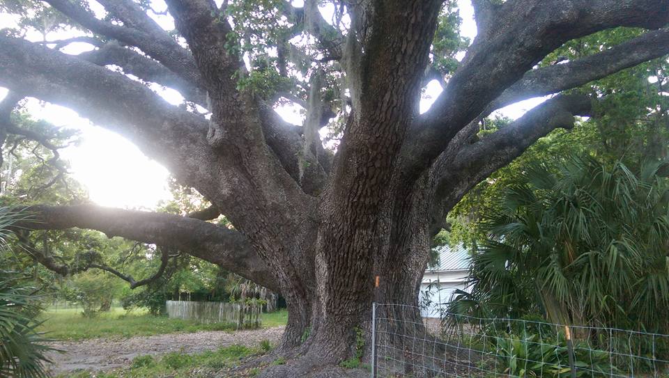 More tree-hunting, awards-winning&nbsp;weekends!